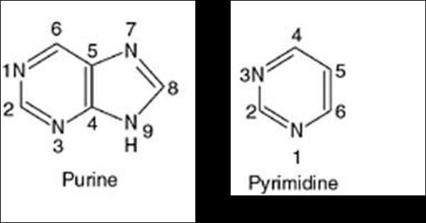 The nitrogenous bases are nitrogen-containing bases, which are derivatives of two heterocyclic compounds: purine and pyrimidine. Pyrimidines are monocyclic, whereas purines are bicyclic.