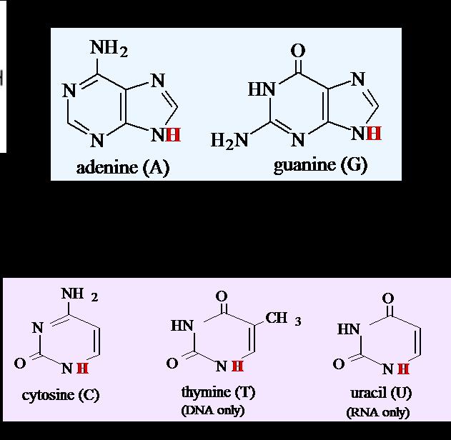 Properties of purines and pyrimidines Fig. 3 Chemical structures of the principal bases in nucleic acids. Shape: Purines and pyrimidines differ in their shape.