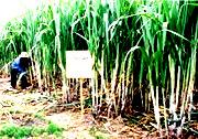 4. CASES OF CONTRACT FARMING Case 1 : Lamson Sugar Company Core-satellite form: Existing farmer s organizations horizontal integration in sugarcane