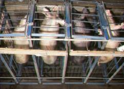 Alternative indoor production systems for sows are not universally accepted as improving sow welfare.