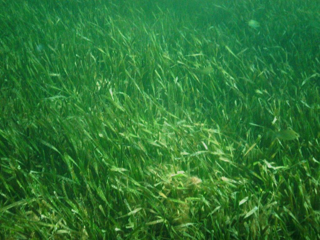 Seagrass Impacts Associated with the Anadyomene Bloom During the pre bloom and bloom development (2000 2009) period, the average Total Seagrass (TSG) coverage in the area was an 51 km².