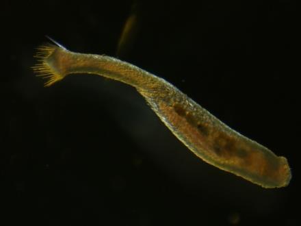 Tanaidacea Phylum: Arthropoda