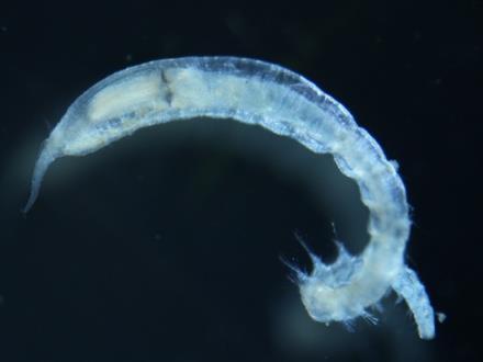 Mexico Deep-Sea Polychaete