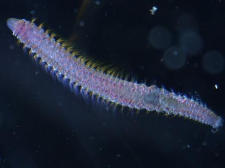 Polychaeta 1.4 mm 2.5 mm 5.