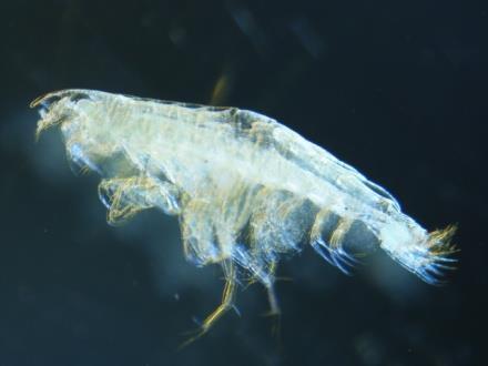 0 mm Phylum: Arthropoda