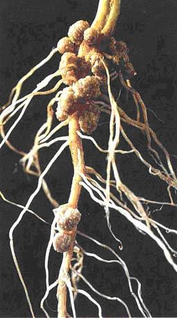 Root nodules
