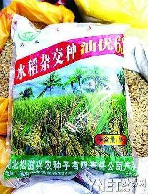 Green Peace Discovery: Transgenic Hybrid Bt Rice Seeds Shan you 63, April, 2005 Samples of rice seeds have been collected from seed companies, farmers and rice millers.
