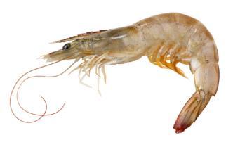 Improved performance Vannamei 10 PL shrimp per tank, 5-6 tanks per group, 8 weeks
