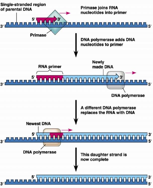 DNA: Structure and Replication - 1 0 DNA polymerase can only attach a nucleotide to the exposed -OH group on the 3' end of the sugar on the template.