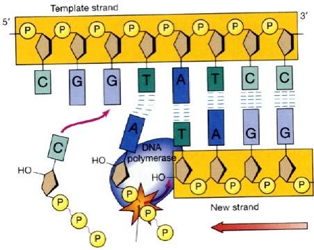 DNA: Structure and Replication - 1 1 Once the DNA strand has been "primed" by primase adding the RNA primer, DNA polymerase can go to work adding nucleotides to the 3' open end of the newly forming