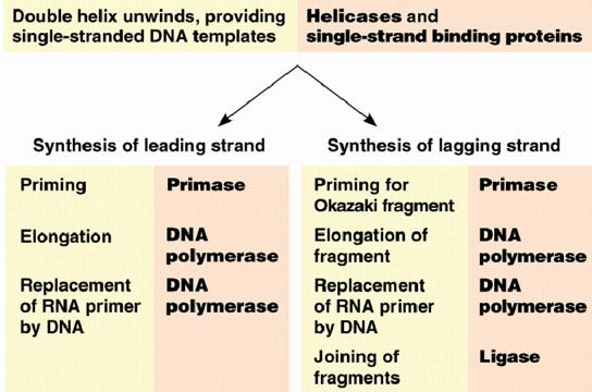 of DNA Replication Summary