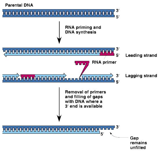 DNA: Structure and Replication - 1 5 Telomeres DNA is synthesized in the 5' 3" direction from the 3' 5" template, initiated with the RNA primer region.