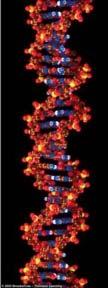 The end of a DNA molecule will have a free sugar (3'end) on one side and a free phosphate (5' end) on the
