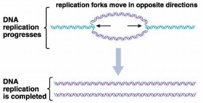 DNA: Structure and Replication - 9 A few details about the process: Prior to cell division, the enzyme, DNA helicase, facilitates the unwinding of the double-stranded DNA molecule forming replication