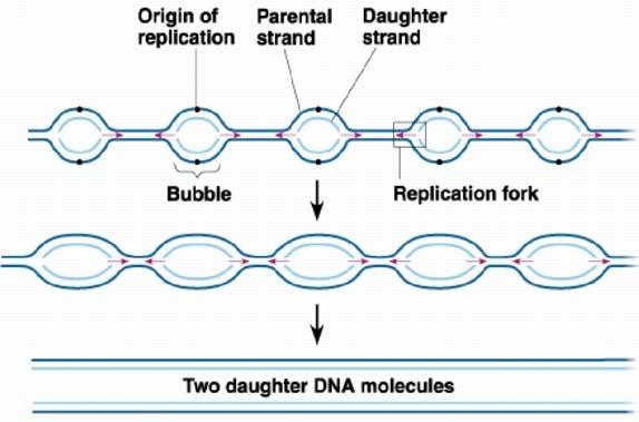 New DNA is replicated behind each fork as it progresses along the DNA molecule in both directions from the origin.