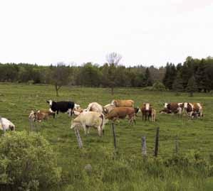 Livestock Operations The Planning Act requires development plan bylaws to contain a clear livestock operations policy.