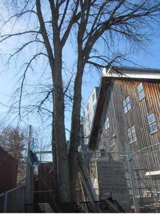 1960 Scott Street, Ottawa, Ontario 7 Photograph 5: American Elm (Tree #8) growing near fence line. Looking south from parking lot (April 16 th, 2016). 3.