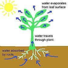Part I: Water s Trip Around the World Fundamental Question: How does water cycle through living systems? What is the Water Cycle?