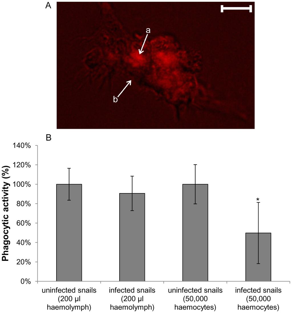 Figure 4. Phagocytosis of E. coli bioparticles by haemocytes from uninfected and Trichobilharzia regenti infected Radix lagotis. Phagocytic activities were assessed by incubating E.