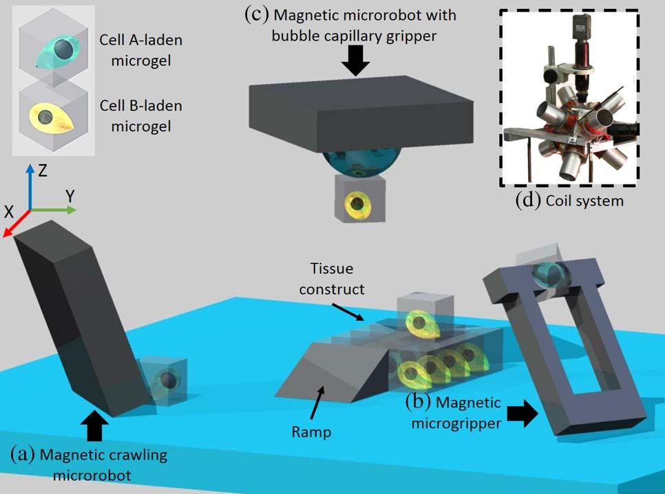 Fig. 8. 3D assembly of cell-laden microgels by different microrobots. (a) Magnetic crawling microrobot [49]. The microgel is pushed by the microrobot to the desired position.
