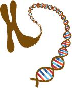 The Discovery of the Molecular Structure of DNA - The Double Helix A Scientific Breakthrough The sentence "This structure has novel features which are of considerable biological interest" may be one
