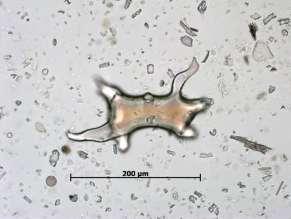 Phytoliths as an useful tool for