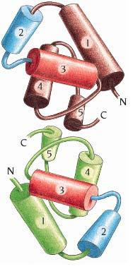 The structures of DNA-binding domain are very similar (434 Cro vs 434 repressor: 48% sequence identity) (434 Cro vs