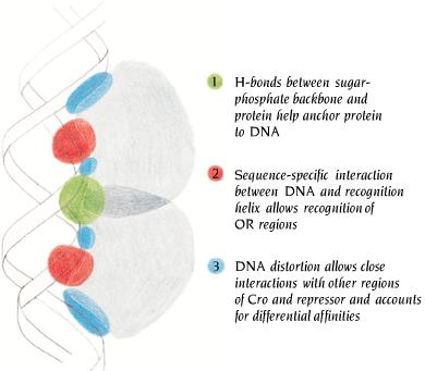 Main features of the interactions between DNA and