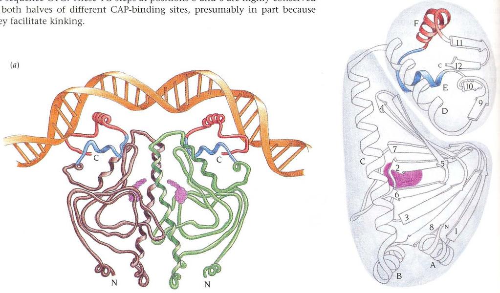 CAP-induced DNA