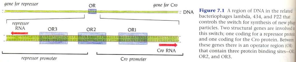 Repressor and Cro proteins operate a prokaryotic genetic