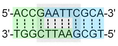Repressor and Cro proteins operate a prokaryotic genetic switch region Palindrome: the same forward as it is