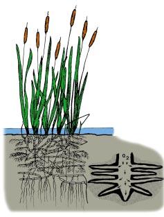 As soils become saturated with water, air is displaced from the spaces between soil particles; when oxygen is removed in this fashion, the roots of many plants die.