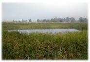 relationship between wetland destruction and declining populations of valuable