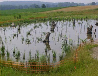 Constructed Wetland