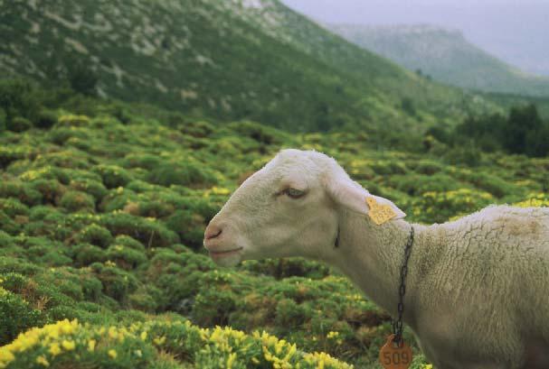 LNCS2.4 An integrated approach to study the role of grazing farming systems in the conservation of rangelands in a protected natural park (Sierra de Guara, Spain) A. Bernués, J.L. Riedel, M.A. Asensio, M.