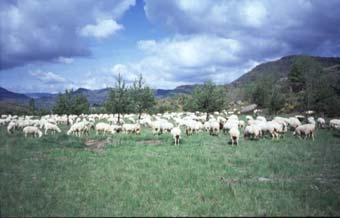 Extensive production systems - Large herd size (505 sheep average) - Large pastoral areas (694 ha LA) - Large grazing period (nearly all year-long) Animal performance during grazing Difference of:
