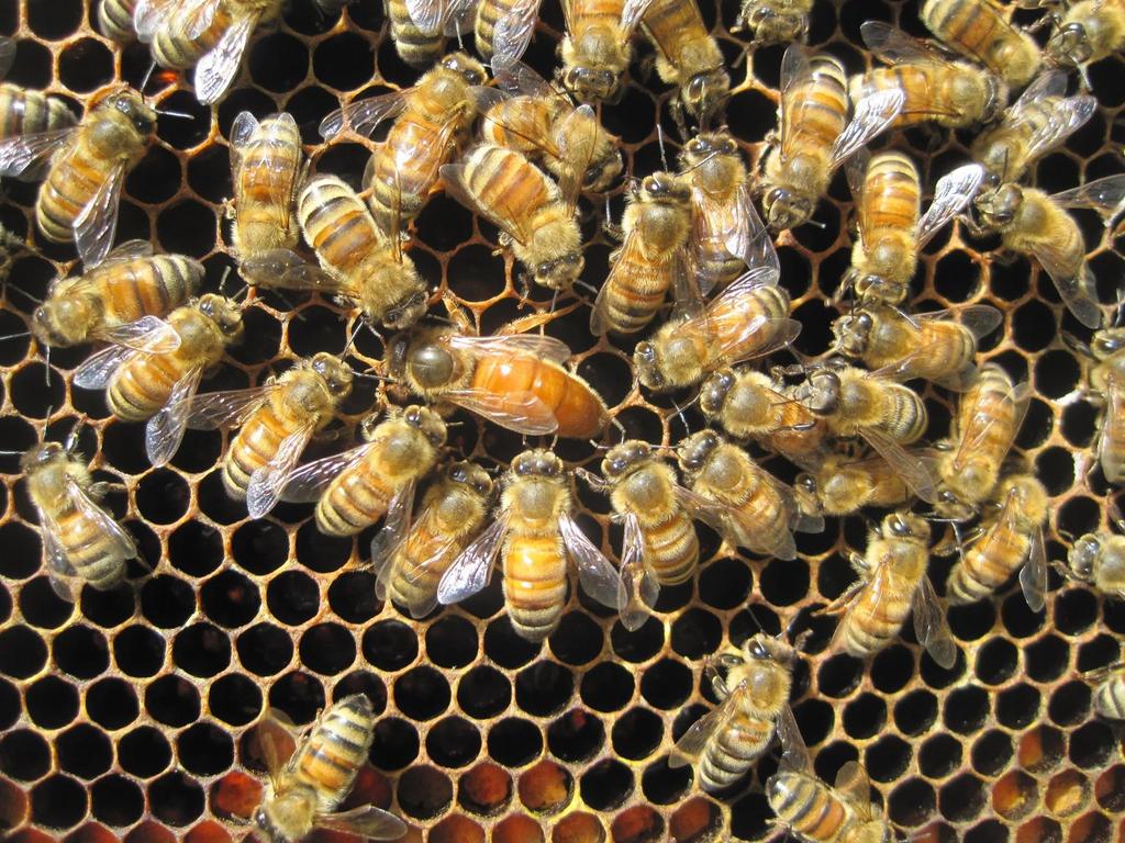 The Buzz About Bees Sadie Brown Boston Area Beekeepers Association July 20,