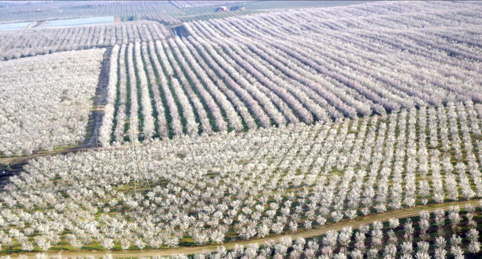 Commercialization of Agriculture Commercialization of beekeeping Almond bloom in