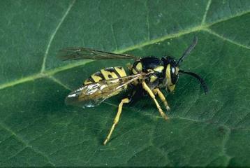 only wasps - include hornets and yellow