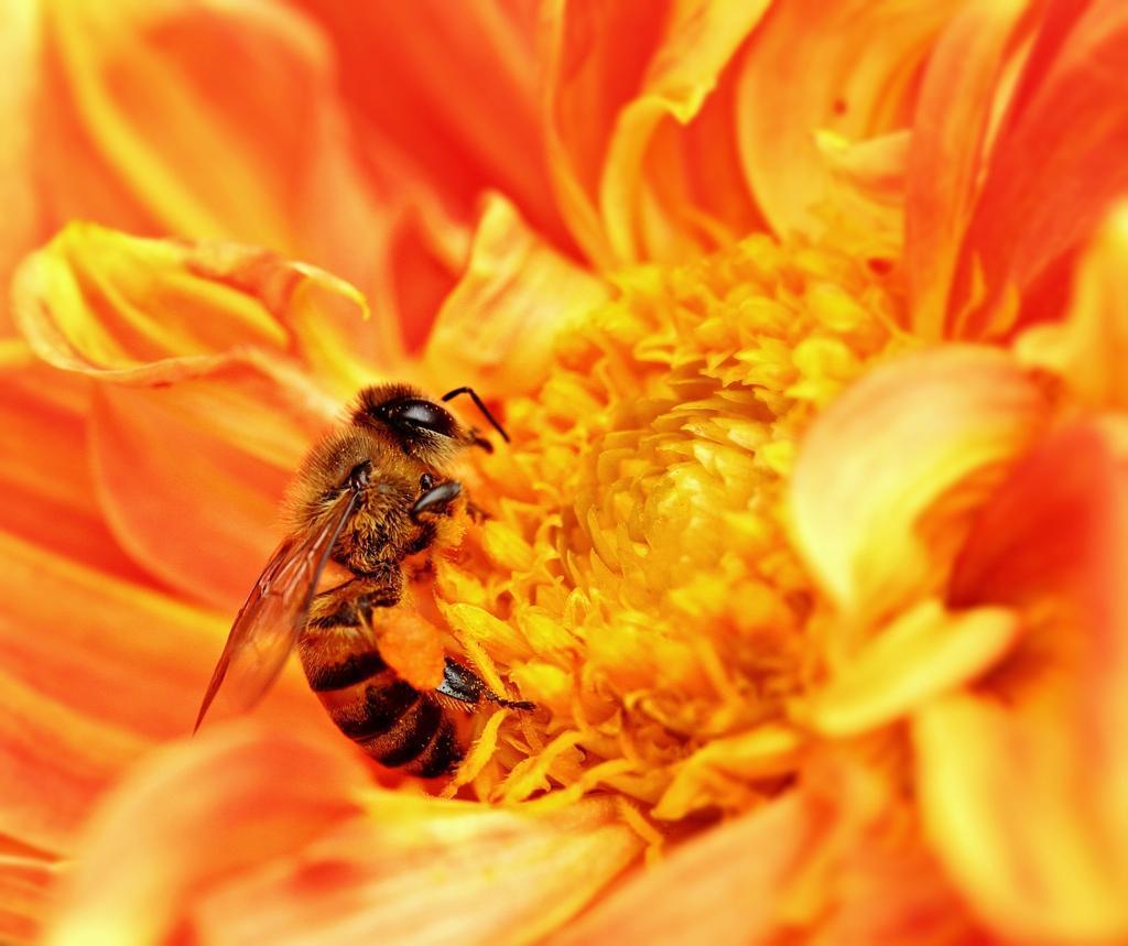 Honey Bee Metamorphosis Gorgeous time lapse video of a bee developing from egg