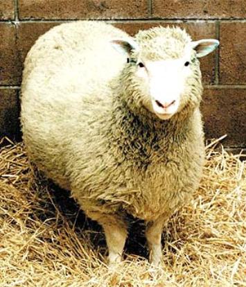 1996 Dolly The first sheep to be