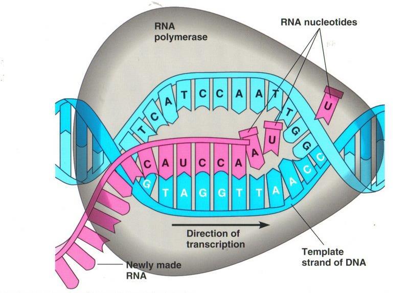 II) Elongation step of Transcription RNA polymerase has associated with it an "unwindase" activity that opens the DNA helix.
