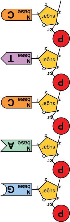 Replication Adding bases can only add nucleotides to end of