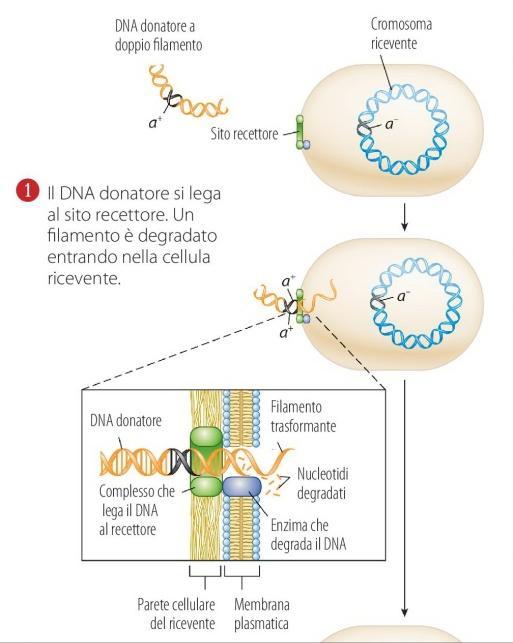 In transformation, small pieces of extracellular DNA are taken up by a living