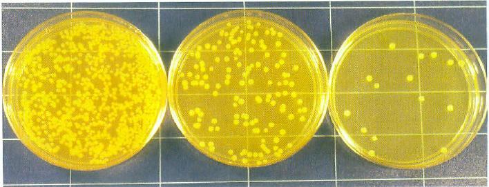 Bacterial growing Bacteria have three growth phases: lag