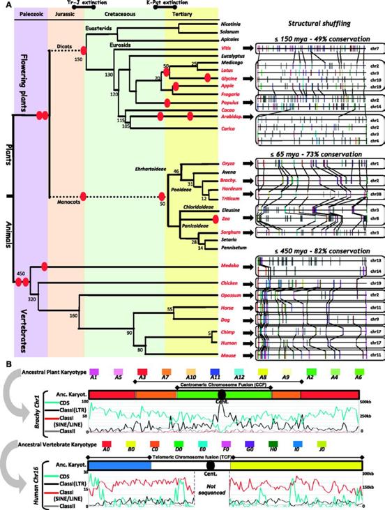 Whole Genome Duplications Whole genome duplications are a major event in the history of all eukaryotic groups of species Duplications can be of o The full genome of one species Autopolyploid o The