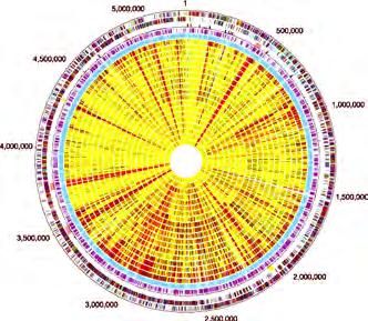 genomes are circular and
