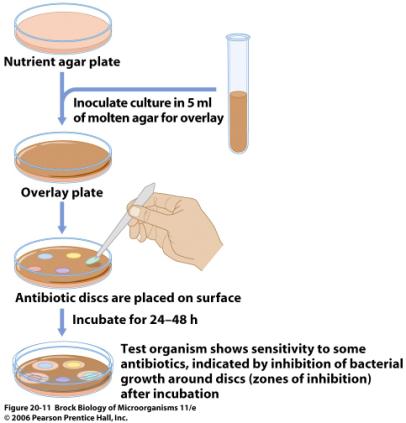 to each sterile disk and place disk on plate Template