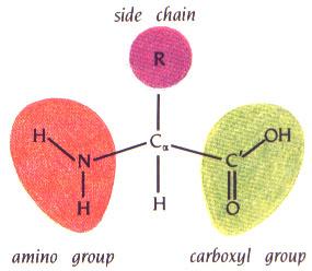 Amino Acids Common