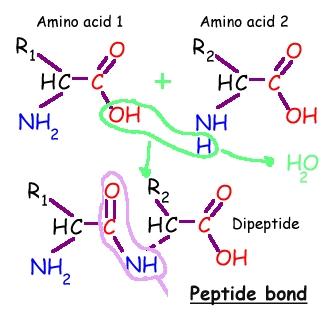 "My name is Bond, Peptide Bond" Question: How